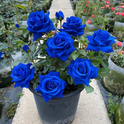 19.8元3棵 多色玫瑰花苗盆栽四季开花‘吸色’植物室内外月季花苗