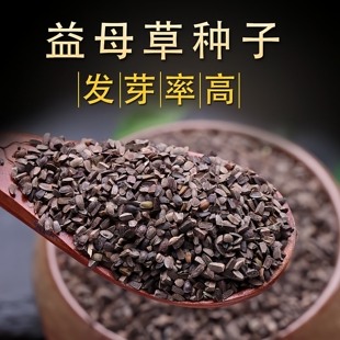 益母草种子新产益母草种子中药材种籽益母草子益母草春秋播种易管