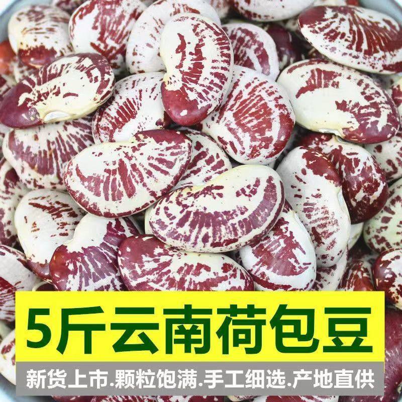 云南农家荷包豆状元豆大肾豆豆类五谷杂粮花芸豆斑马豆子花豆