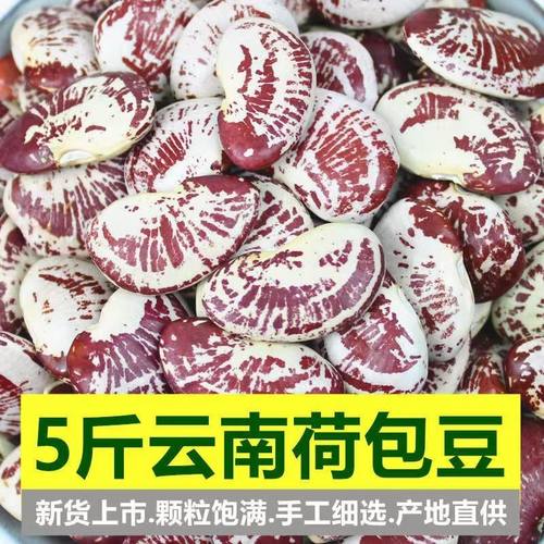 云南农家荷包豆状元豆大肾豆豆类五谷杂粮花芸豆斑马豆子花豆