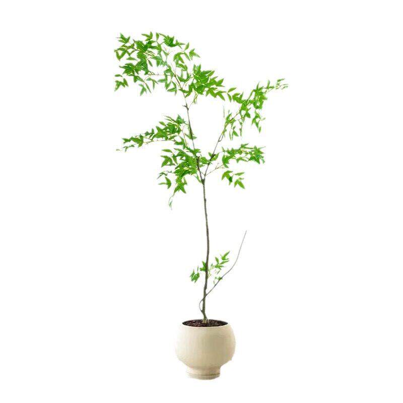 仿真绿植南天竹端轻奢假树级仿生客厅室内档装饰直播间摆件