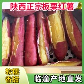 陕西临潼板栗红薯正宗沙地现挖新鲜番薯小香薯甜地瓜农家自种