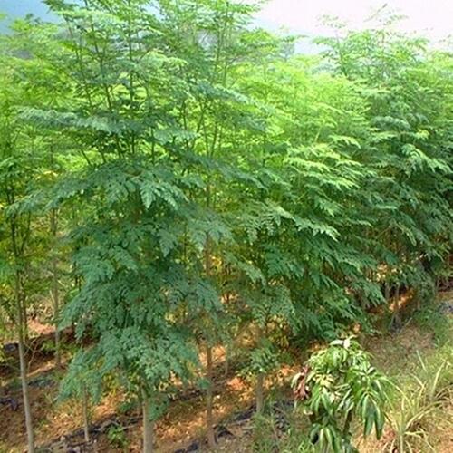 神奇辣木苗印度辣木苗