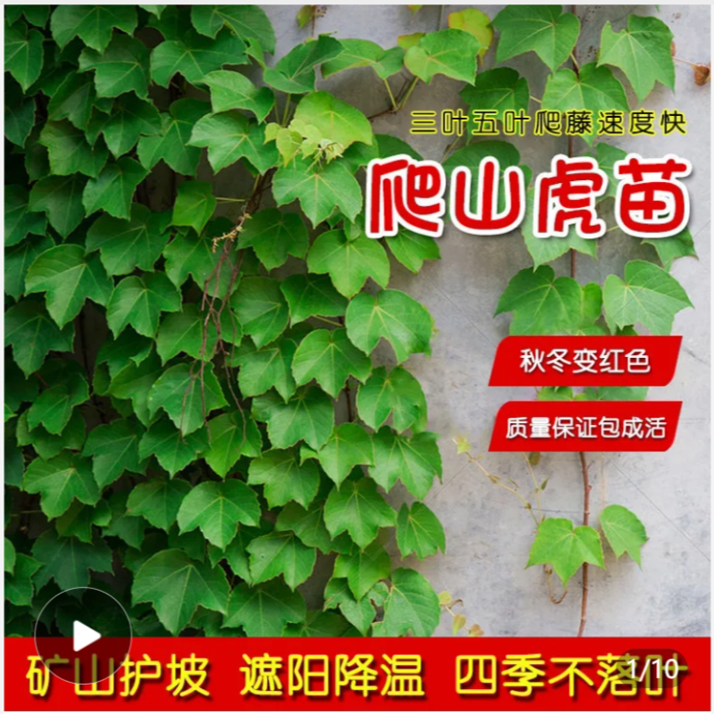三叶爬山虎大苗五叶爬山虎苗