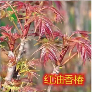 红油香椿芽树苗盆栽当年可食用红绿香椿苗芽苗菜四季地栽种植包邮