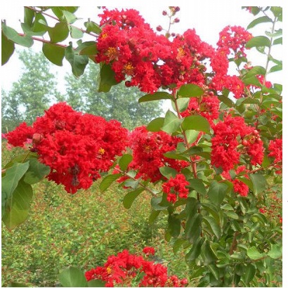 占地苗紫薇树苗庭院绿化树苗