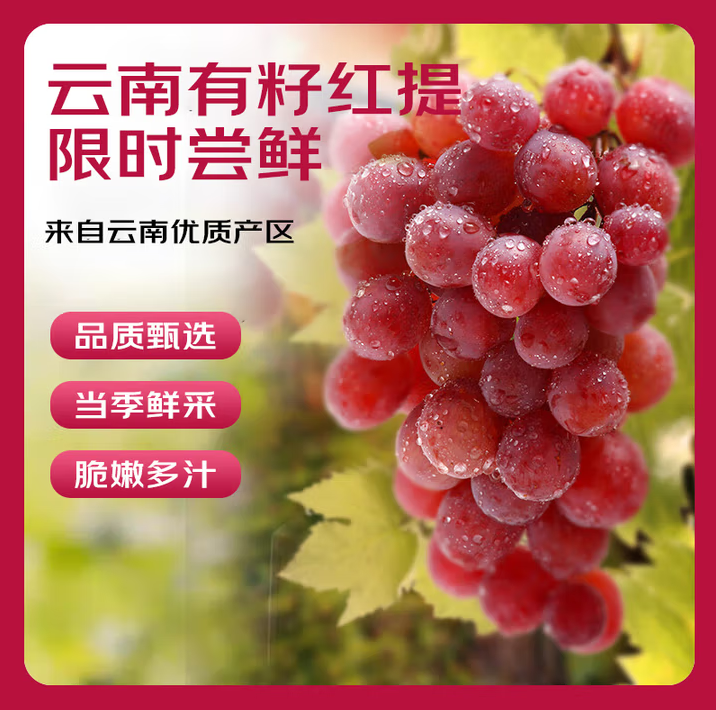 巨众鲜果 云南有籽红提葡萄新鲜现摘提子孕妇当季应季水果