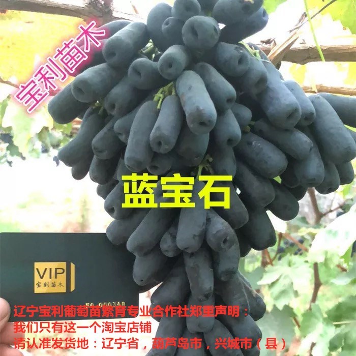 贝达英语价格 贝达英语图片 星期三 贝达英语价格 贝达英语图片 星期三