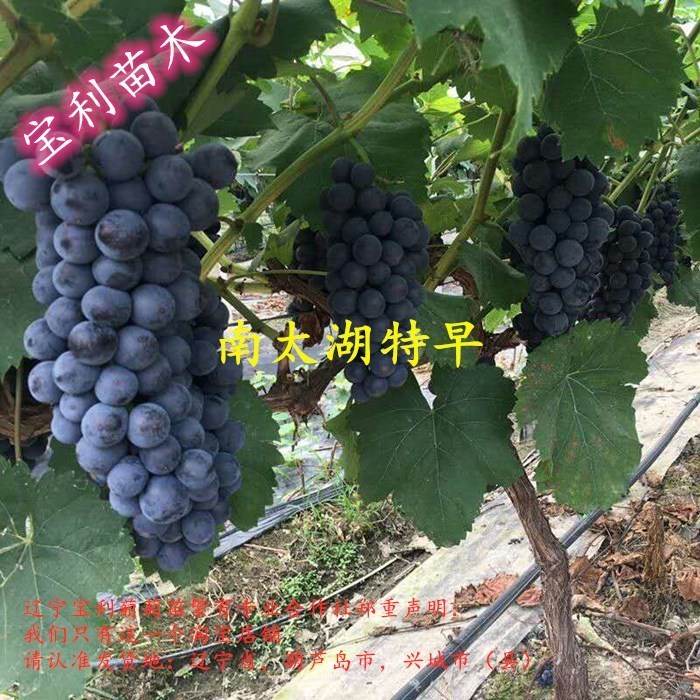 贝达英语价格 贝达英语图片 星期三 贝达英语价格 贝达英语图片 星期三