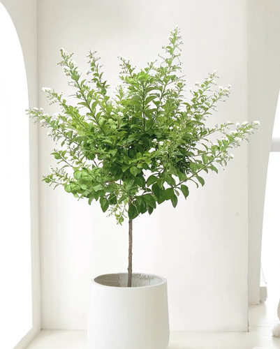 蕾丝金露浓香室内外驱蚊绿植盆栽