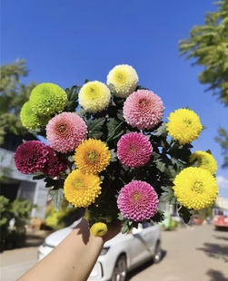 乒乓菊盆栽带花苞重瓣球形菊花室内阳台庭院花卉好养绿植