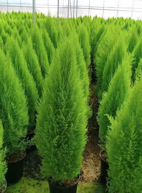 香冠柏小香松盆栽植物四季绿植阳台室内室外好养圣诞树宝塔松树苗