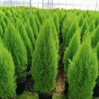 香冠柏小香松盆栽植物四季绿植阳台室内室外好养圣诞树宝塔松树苗