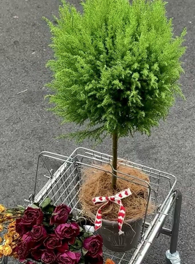 香松圣诞树盆栽大棒棒糖金冠柏耐寒2024新款小型真树节日装饰礼物