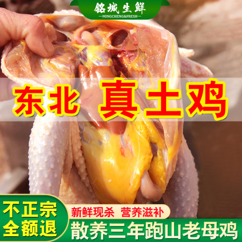东北正宗2年老母鸡土鸡草鸡柴鸡孕妇月子鸡走地鸡黄油粮食散养