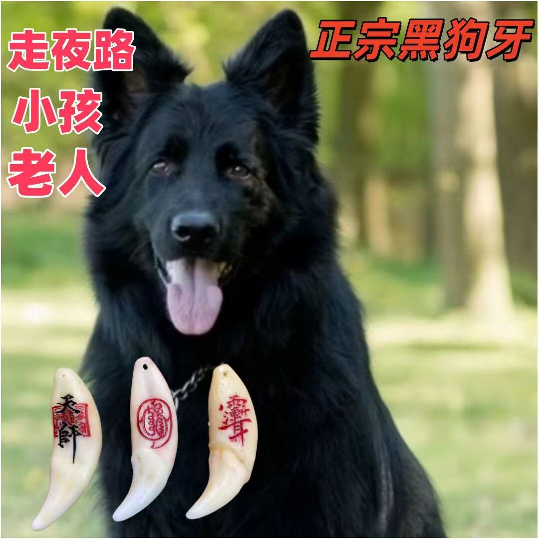 正品真狗牙护身吊坠出行护身随身携带黑狗牙真黑狗狗牙齿真牙