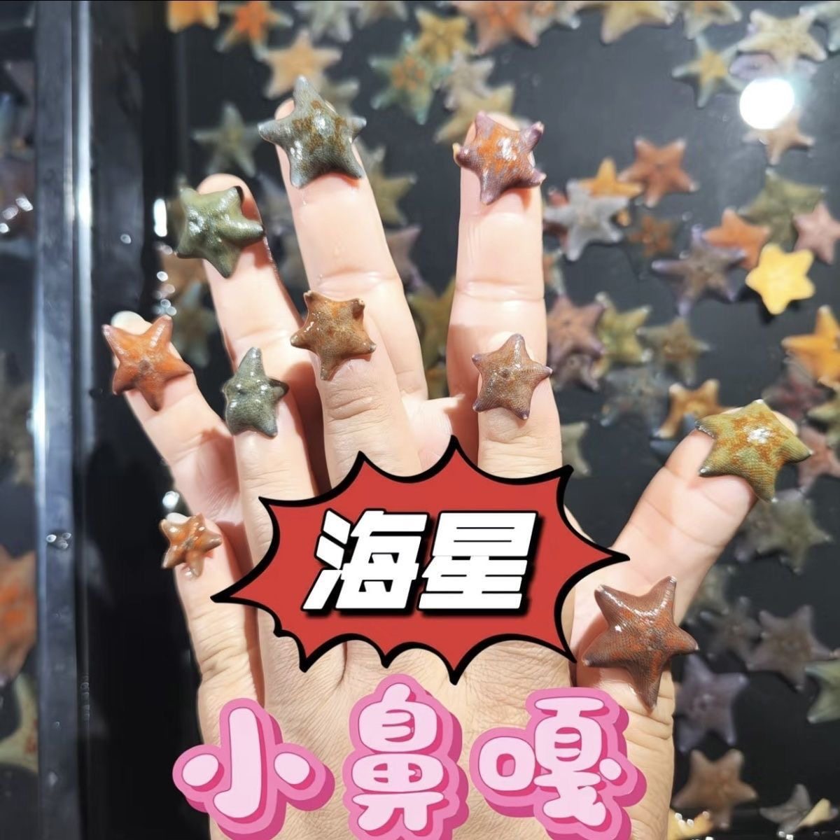 海星宠物海水饲养鱼缸迷你海洋生物观赏动物翻砂派大星,宠物/宠物食品及用品,其它水族宠物,淘宝优惠券,粉丝福利购,淘宝优惠卷