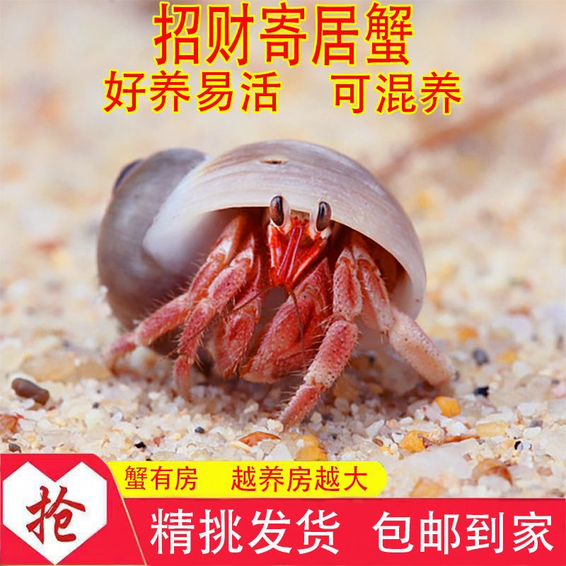 陆生寄居蟹入门宠物蟹新手活物蟹紫陆灰白深紫观赏蟹懒人宠物
