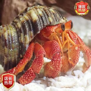 陆生寄居蟹草莓灰白懒人宠物淡水观赏可爱寄居蟹活宠新手紫路