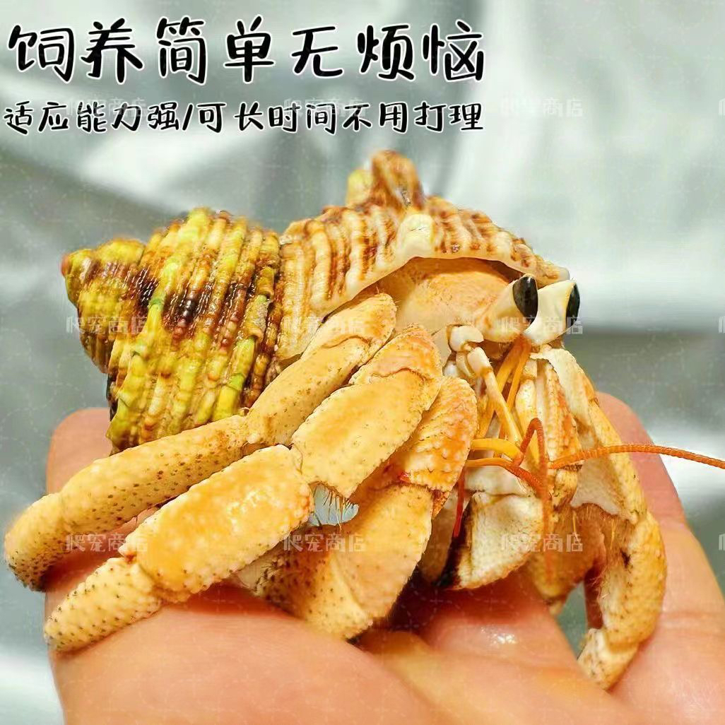 萌宠陆生寄居蟹活体~易好养淡水观赏蟹沙蟹宠物螃蟹草莓包活