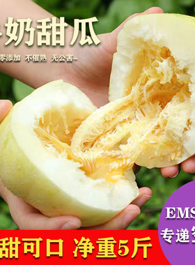山西忻州北义井牛奶香瓜现摘现发