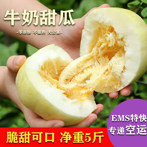 山西忻州北义井牛奶香瓜现摘现发