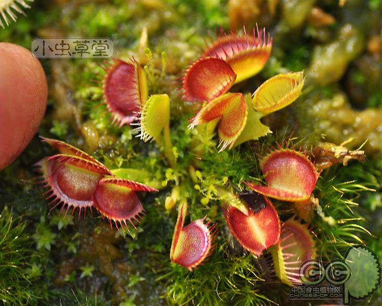 红手指捕蝇草捕蝇草微景观食虫草小虫草堂室内扑蝇草植物盆栽绿植