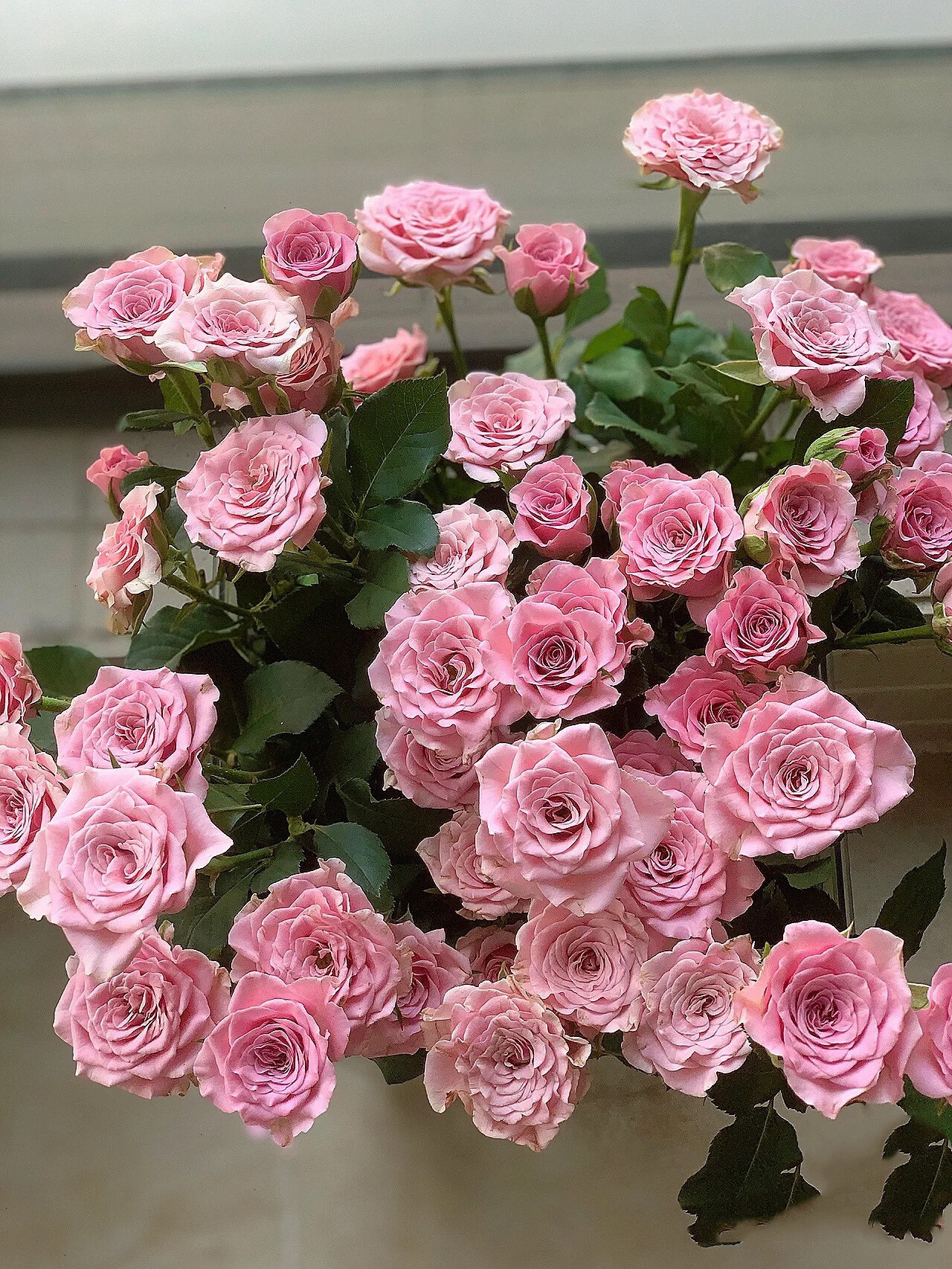 新品粉紫色多头诺拉月季小苗 阳台庭院盆栽地栽绿植带土发货