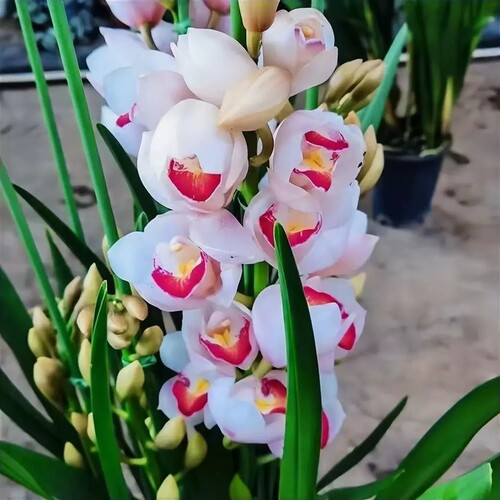 大花蕙兰日光年宵花卉