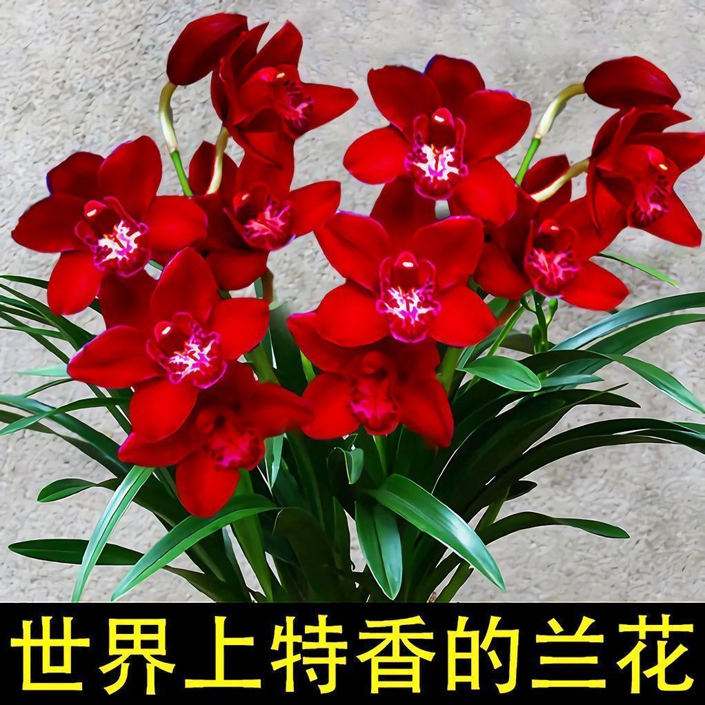 好养名贵兰花苗红贵人花期带花苞