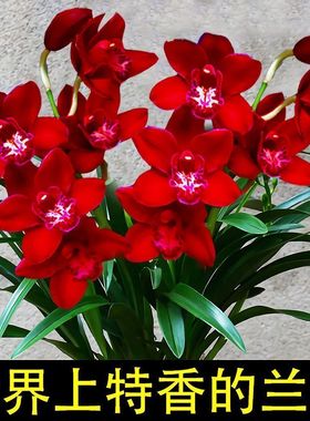 好养名贵兰花苗红贵妃现带花苞盆栽室内有香味的红花卉绿植四季