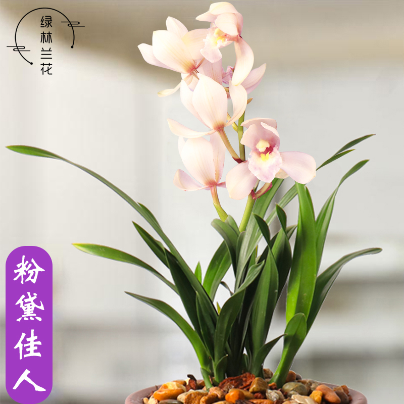 粉黛佳人建兰客厅办公桌粉荷瓣花