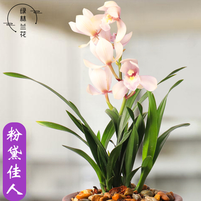 粉黛佳人建兰客厅办公桌粉荷瓣花