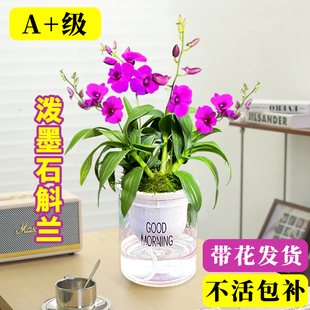 红泼墨石斛兰花苗盆栽带花出售浓香室内四季兰花净化空气懒人花卉