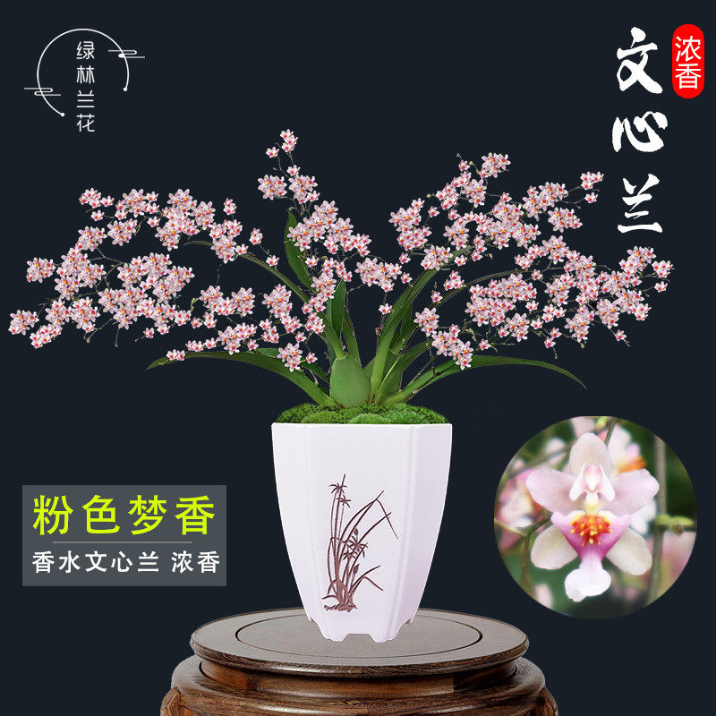 兰花苗 梦香兰 香味迷你文心兰浓香好养带花苞出售办公室花卉盆栽