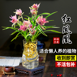 金边水培香水兰花苗红凤凰室内植物浓香四季花卉黄金夏季带花苞