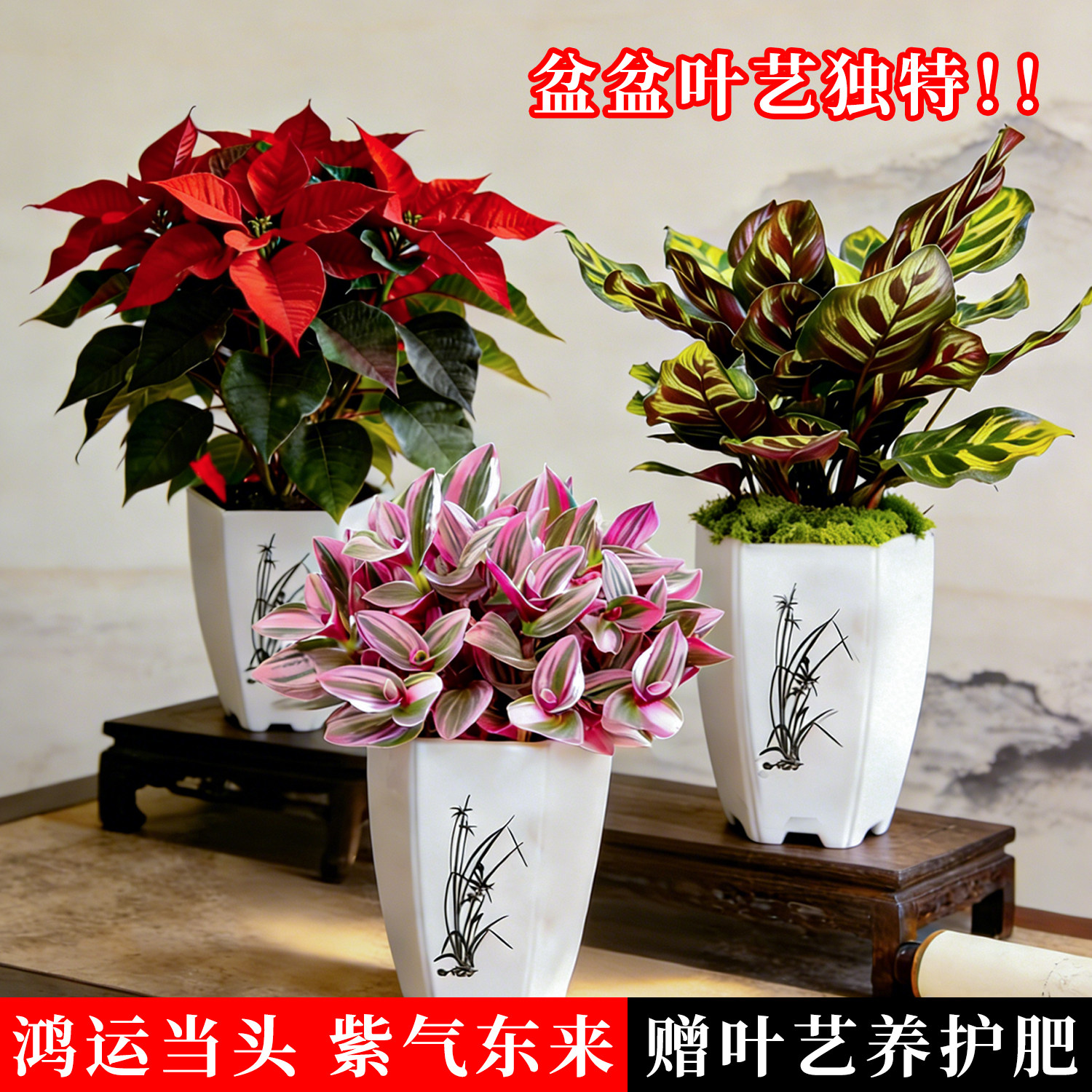 圣诞三色绿植室内盆栽四季好养