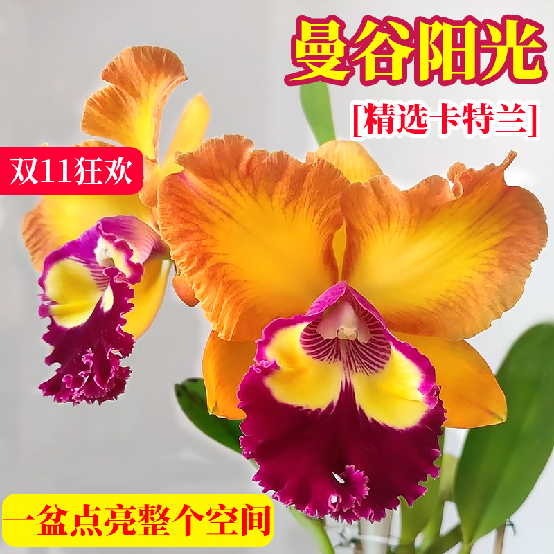 室内好养精品优选卡特兰花苗