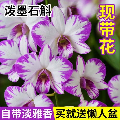 水培香水白泼墨石斛兰带花苞盆栽