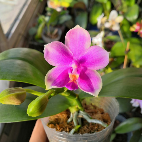 香奈儿蝴蝶兰花苗带花盆栽鲜花