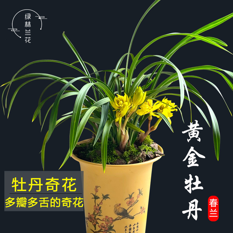 浓香兰花苗春兰奇花黄金牡丹现带花苞出售客厅花卉绿植好养兰花盆