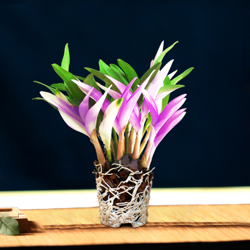 七彩香水石斛兰花四季开好养绿植浓香型石斛改善睡眠绿植净化空气