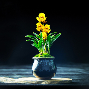 四季兰花浓香型兰花苗掌中宝 金边矮种名贵室内花卉桌面盆栽耐寒