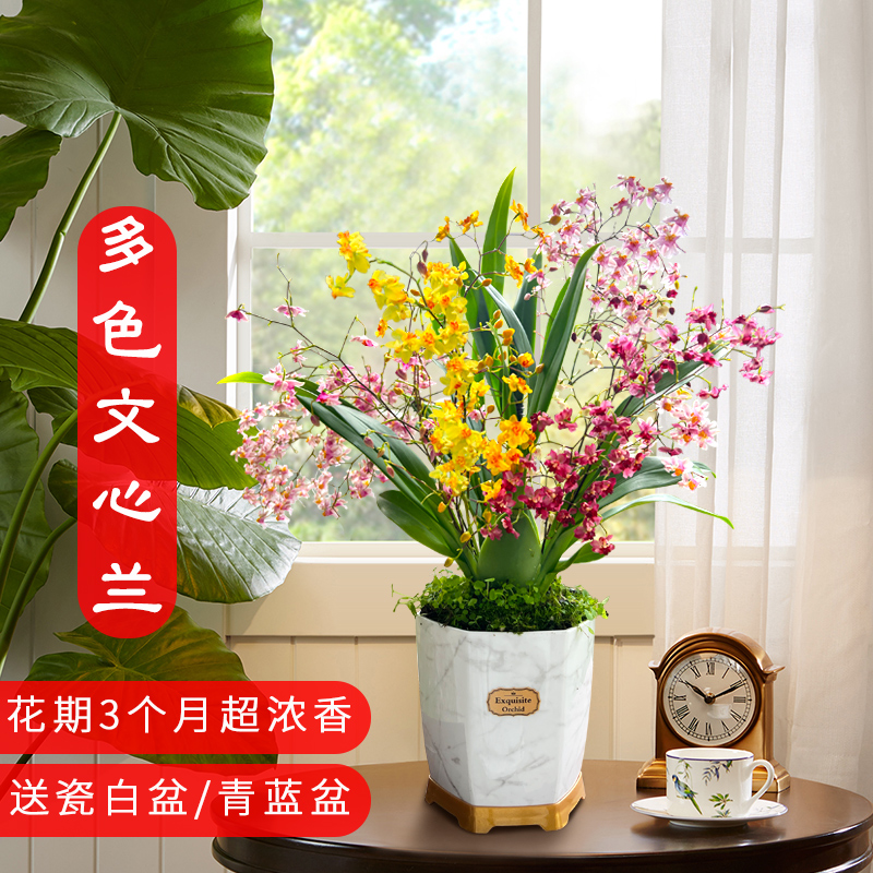 兰花桌面花开上百朵浓浓奶香味