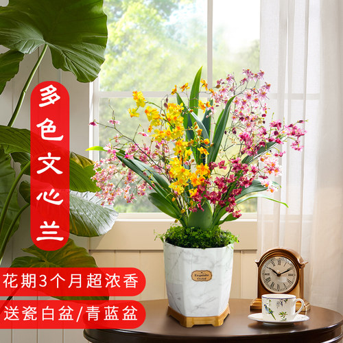 兰花桌面花开上百朵浓浓奶香味