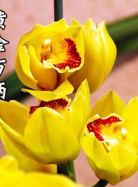 名贵兰花黄金万两夏带花浓香好养