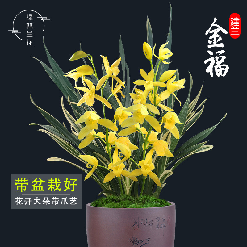 建兰四季兰花苗 金福 夏带花苞出售花卉办公室内盆栽绿植物包邮