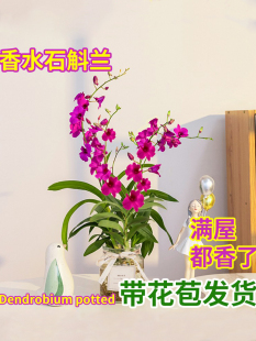 带花出售 绿植红泼墨石斛兰盆栽 石斛兰苗花卉植物室内好养兰花苗