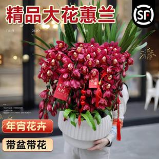 大花蕙兰盆栽新年花兰花年宵花室内客厅绿植物耐寒花卉