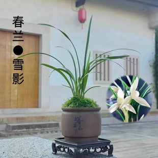 千古名贵兰花春兰雪影浓香型素花高档室内客厅盆栽花卉绿植好养